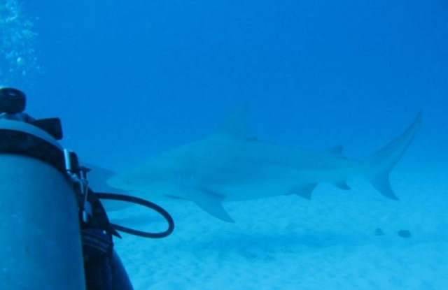 Visita guiada de buceo con tiburon toro